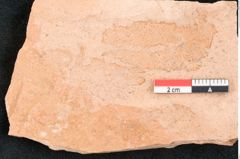 Foto (Detailansicht) von Dioclea protogaea Ettingshausen (NHMW-GEO-2024-0188-8041)